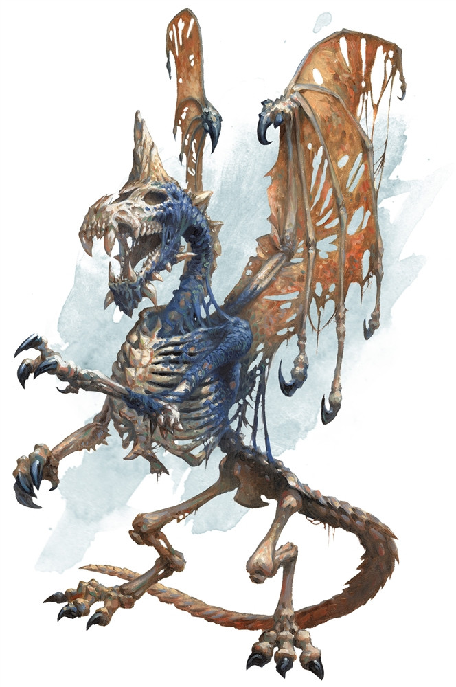 Dracoliche bleue, adulte