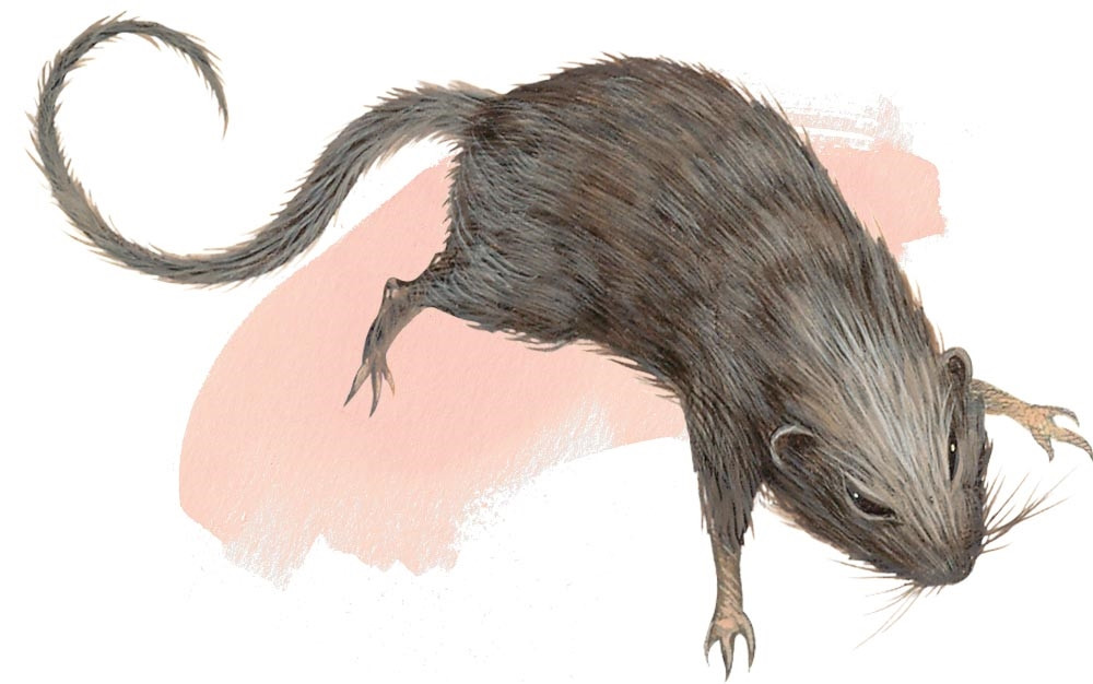 Rat
