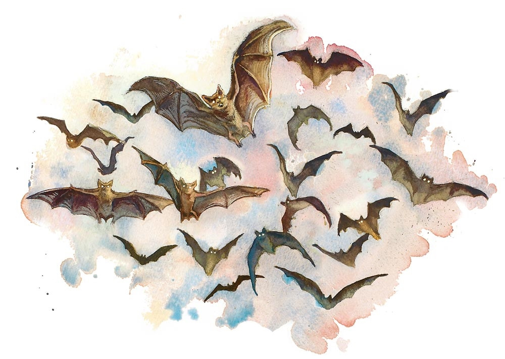 Nuée de chauves-souris