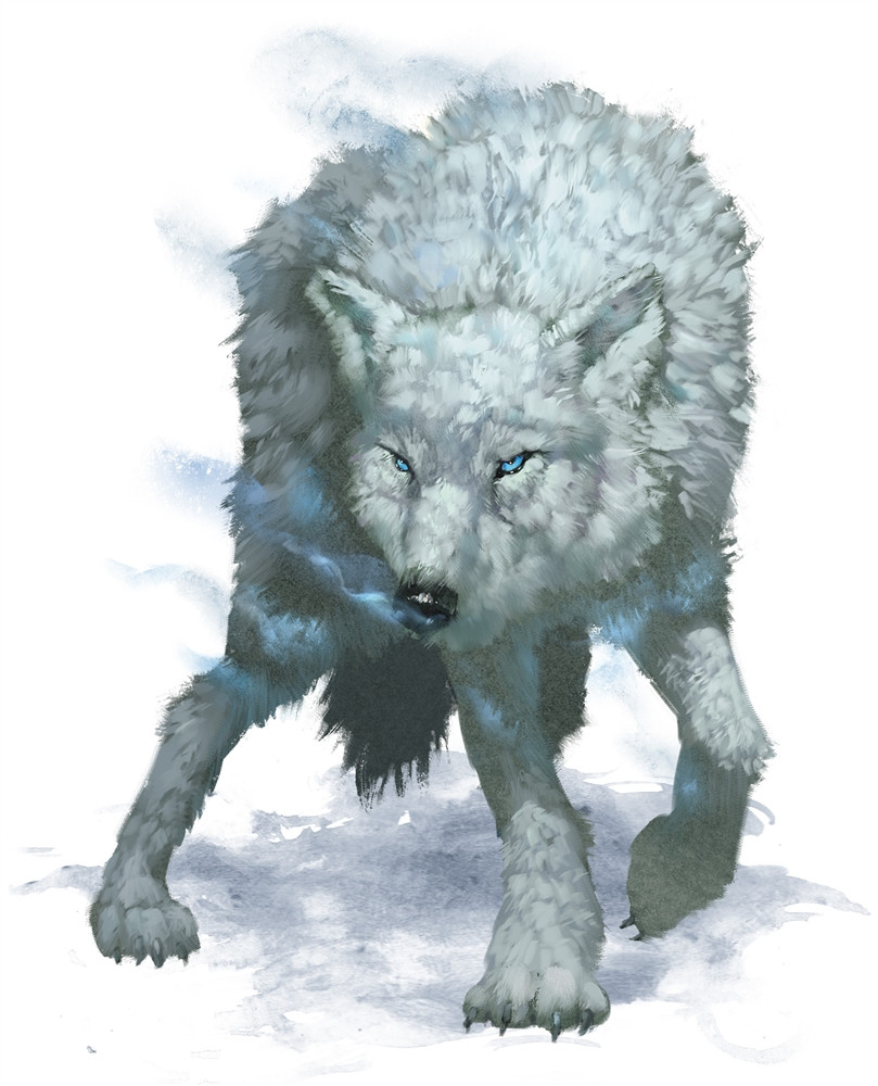 Loup arctique